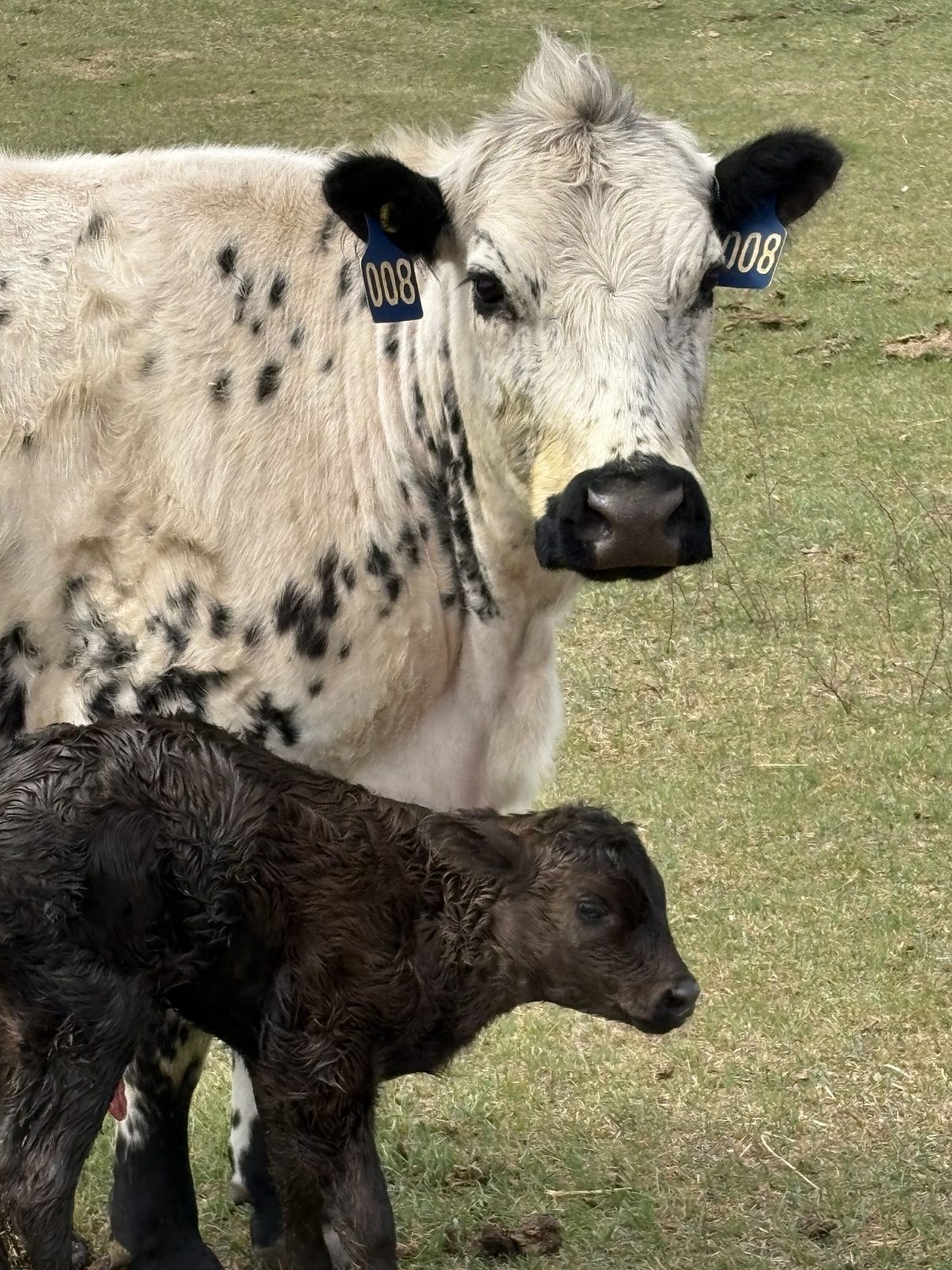 Cow and calf on pasture