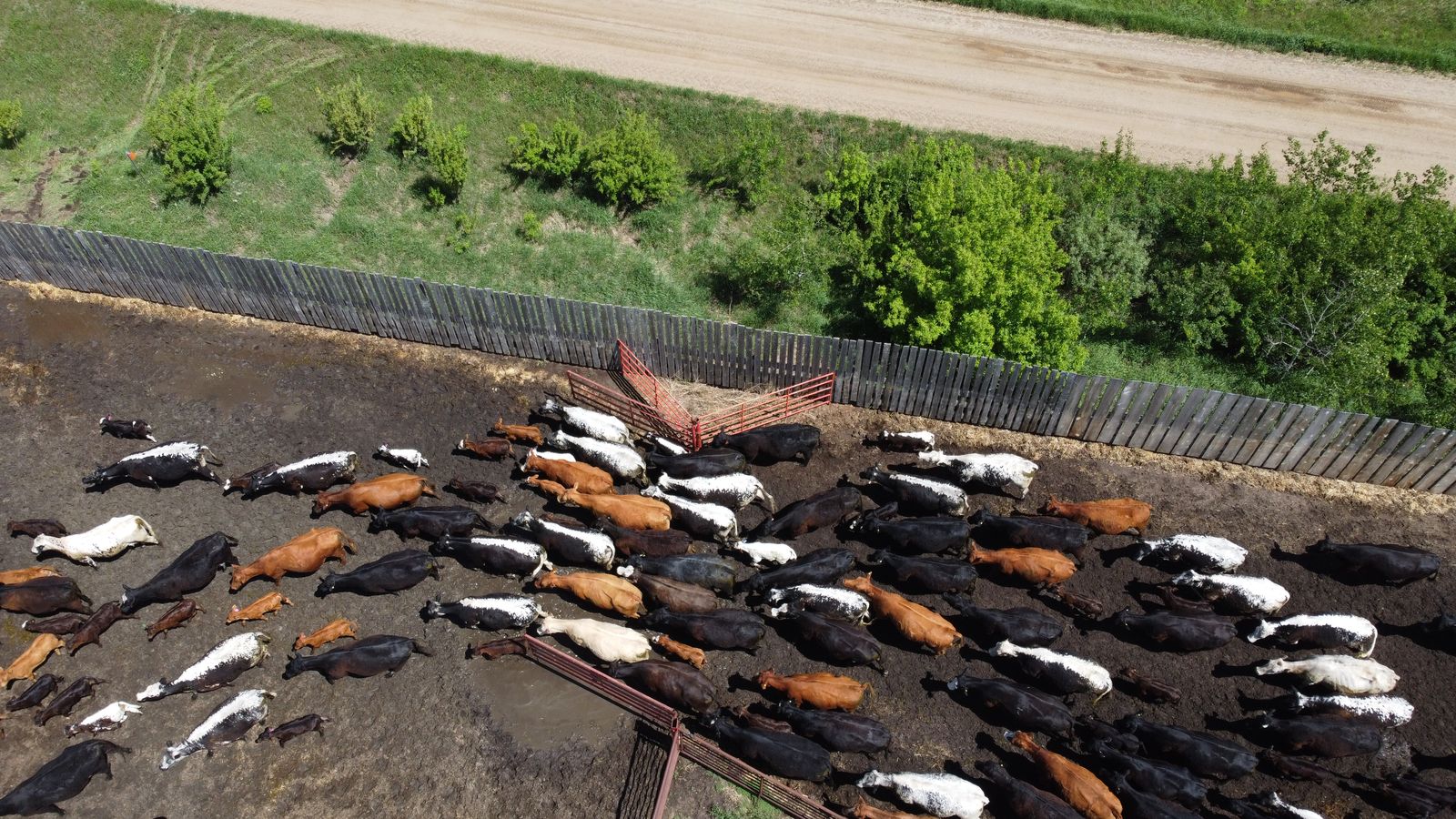 Cattle gathered in a ranch corral